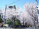 毎年3月の第4日曜日に
「大泉桜まつり」が行われ、通り周辺は大いに盛り上がります。